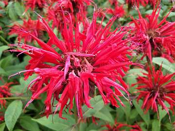 Monarda (16)