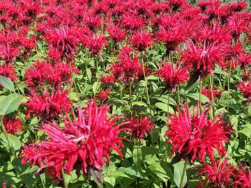 Monarda (160)