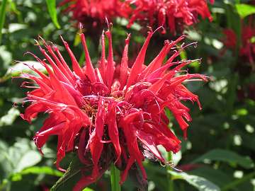 Monarda (162)