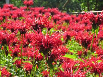 Monarda (164)