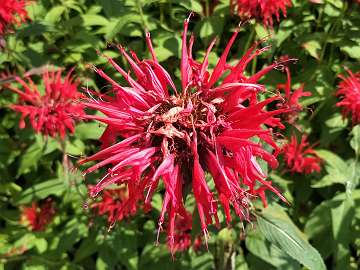 Monarda (173)