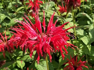 Monarda (177)