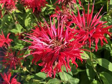 Monarda (178)