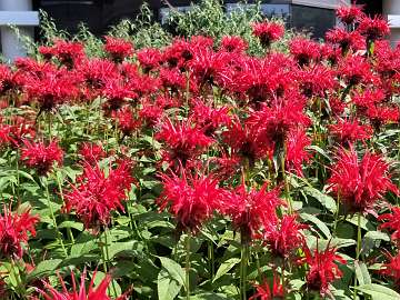 Monarda (180)