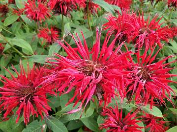 Monarda (20)