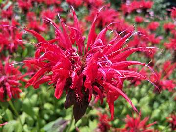 Monarda (202)