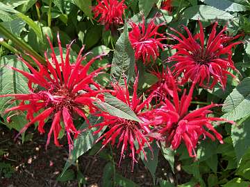 Monarda (203)