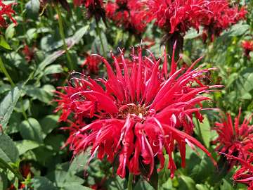 Monarda (207)