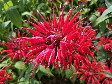 Monarda (208)