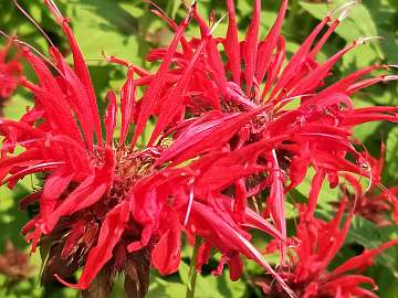 Monarda (212)