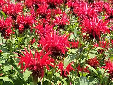 Monarda (213)