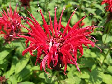 Monarda (219)