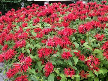 Monarda (22)