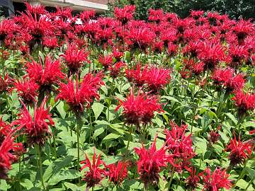 Monarda (222)