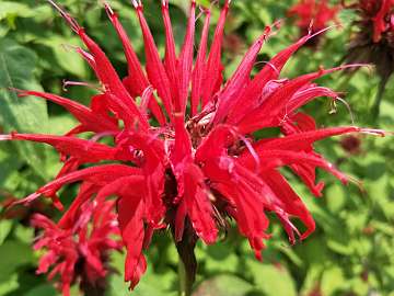 Monarda (224)