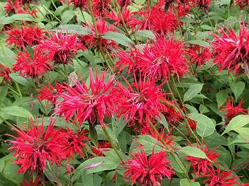 Monarda (23)