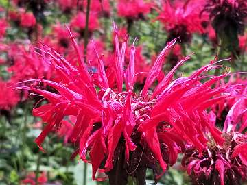 Monarda (231)