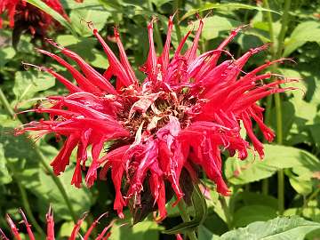 Monarda (233) - Copy