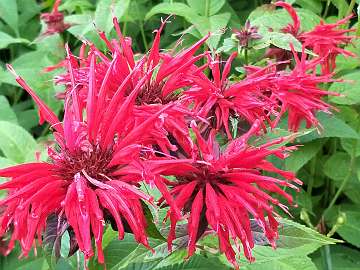 Monarda (237) - Copy