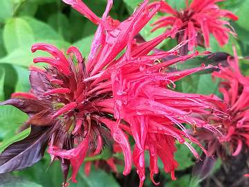 Monarda (239) - Copy