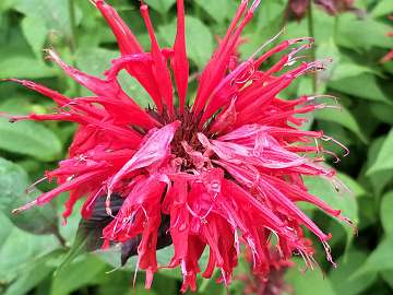 Monarda (241) - Copy