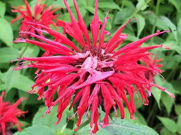 Monarda (245)