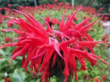 Monarda (248)