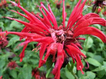 Monarda (254)