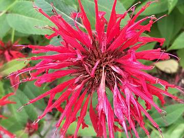 Monarda (27)