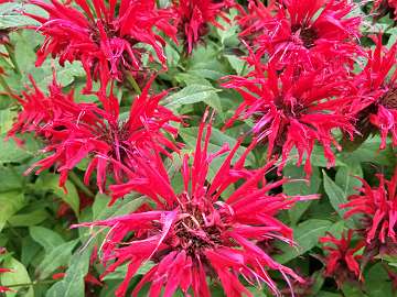 Monarda (3)