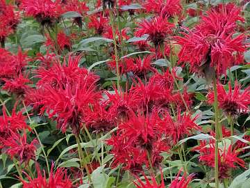 Monarda (36)