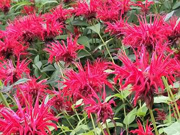 Monarda (37)