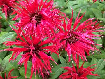 Monarda (4)