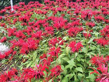 Monarda (40)