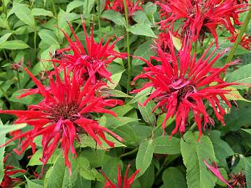 Monarda (42)