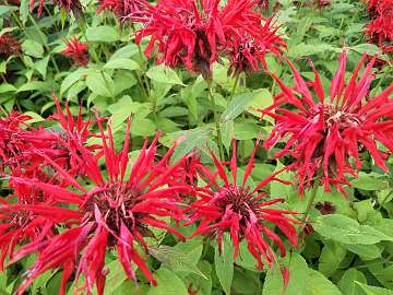 Monarda (47)