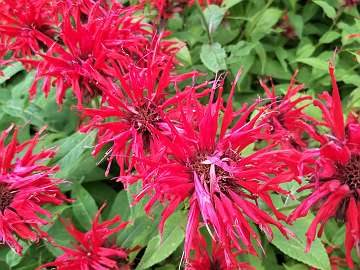 Monarda (5)