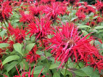 Monarda (50)