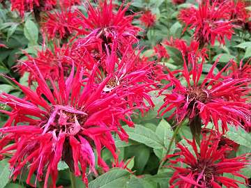 Monarda (6)