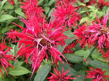 Monarda (63)