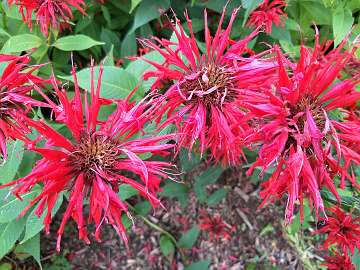 Monarda (65)