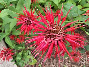 Monarda (66) - Copy