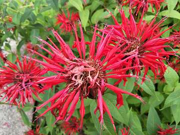 Monarda (67) - Copy