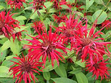 Monarda (68) - Copy