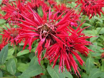 Monarda (74)