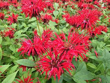 Monarda (75)