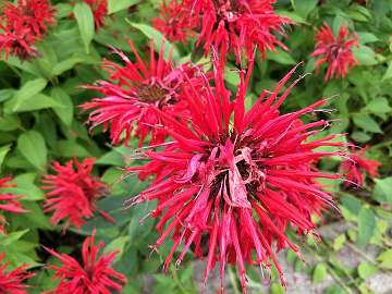 Monarda (76)