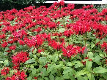 Monarda (8)