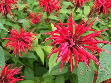 Monarda (80)