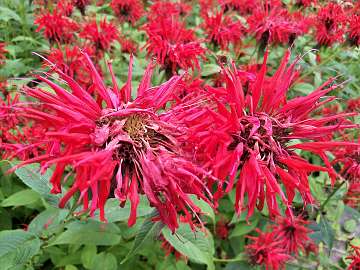 Monarda (81)